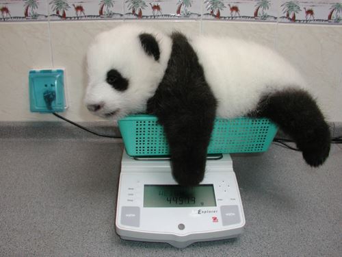 肥満度を測られるパンダ